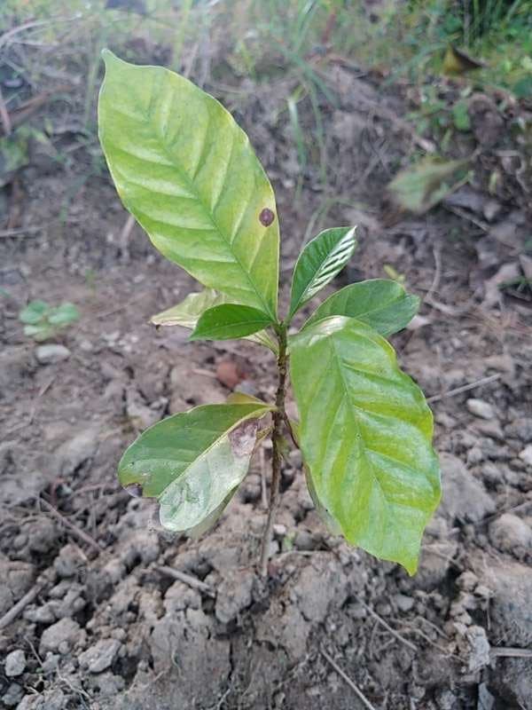 tree image