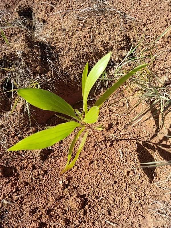 tree image