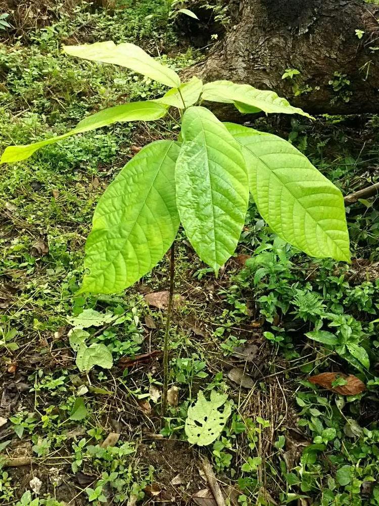 tree image