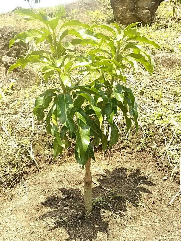 tree image