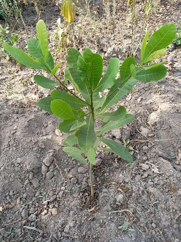 tree image