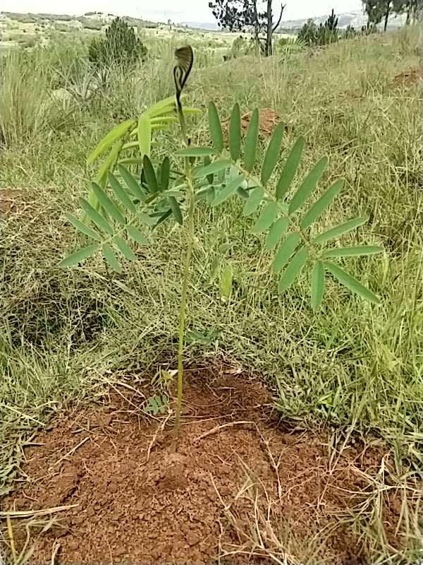 tree image