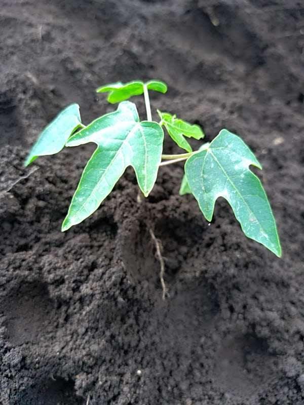 tree image