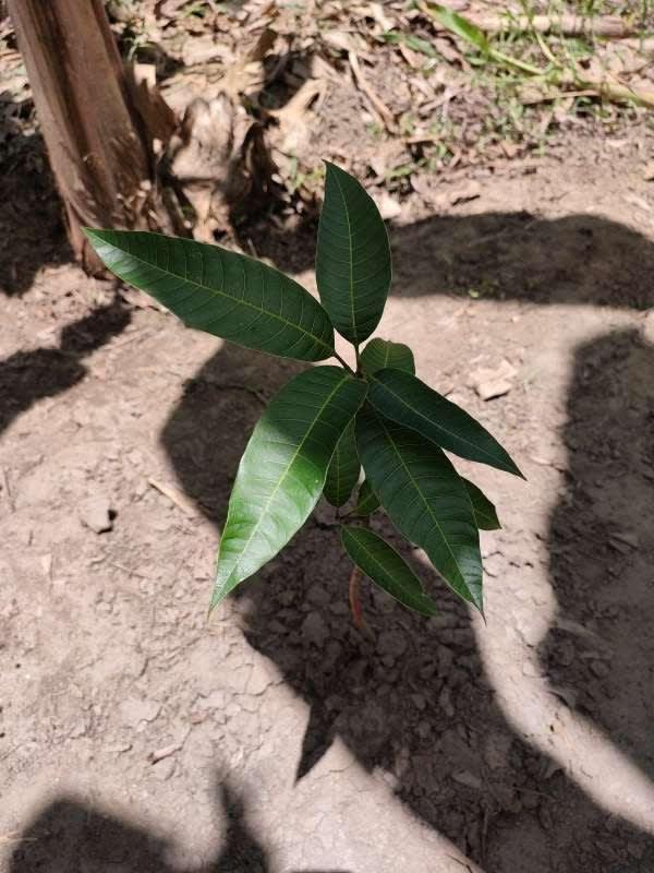 tree image