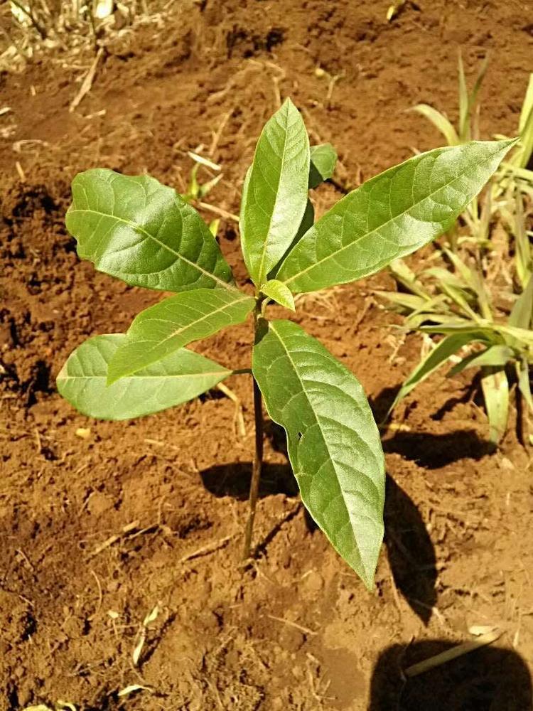 tree image