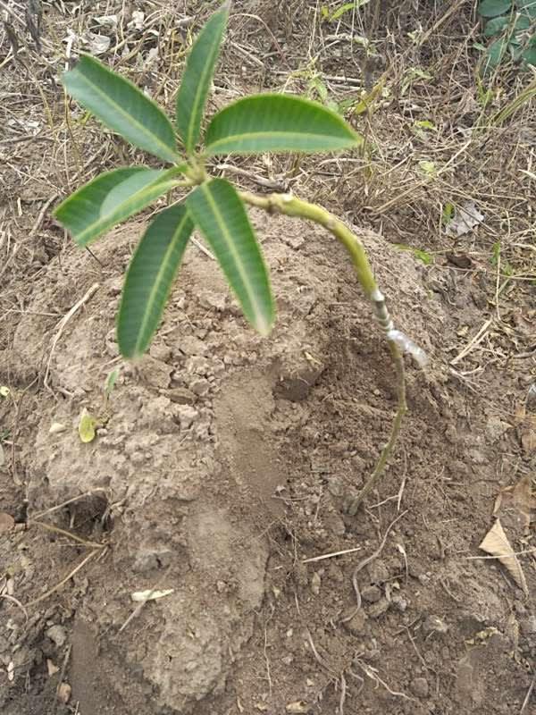 tree image