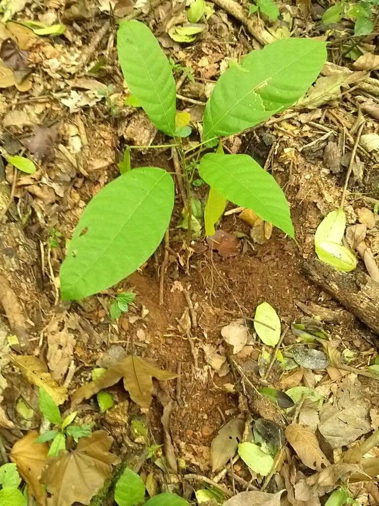 tree image