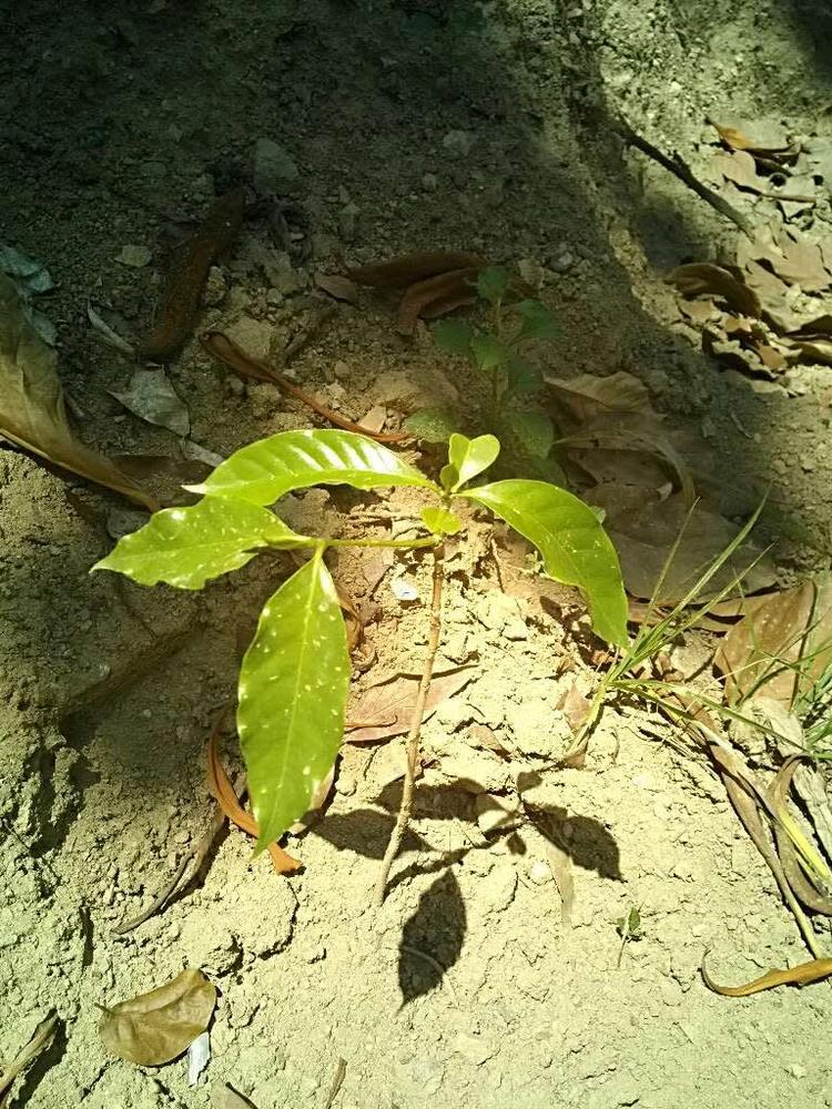 tree image