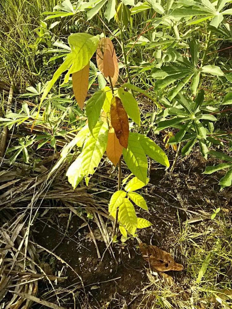tree image