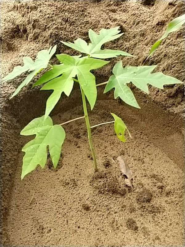 tree image