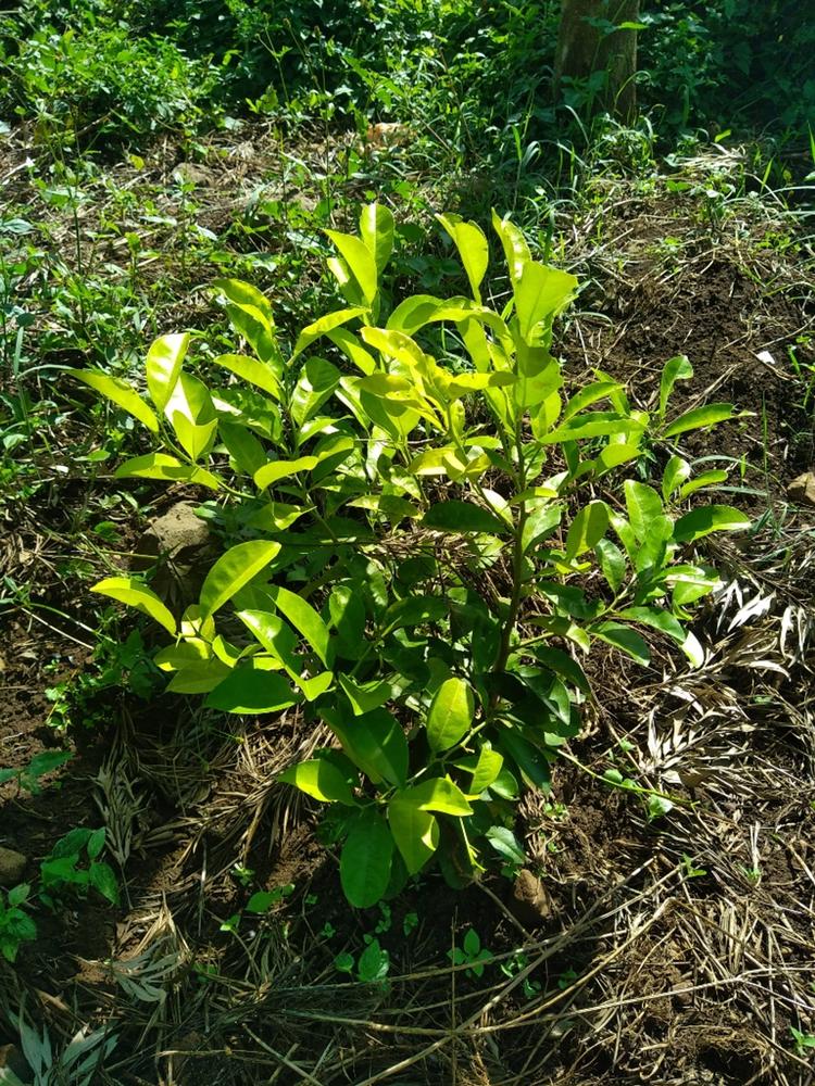 tree image