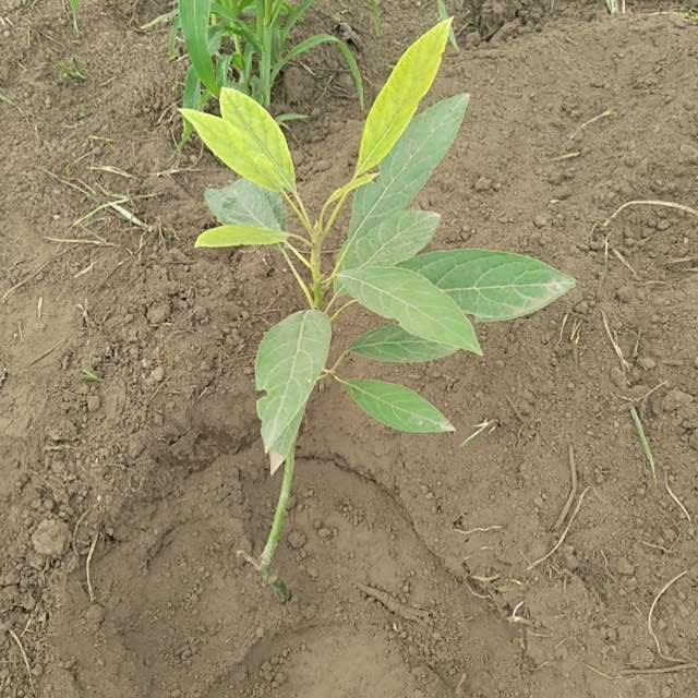 tree image