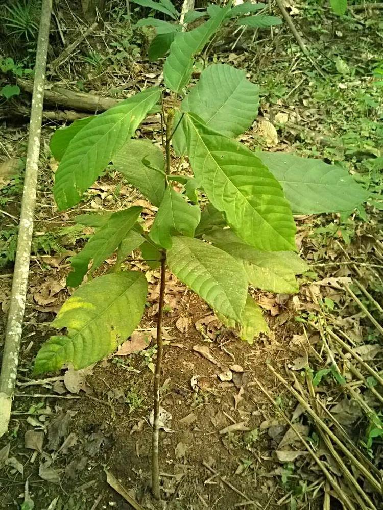 tree image