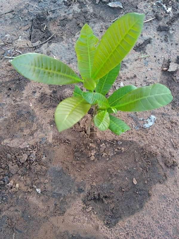 tree image