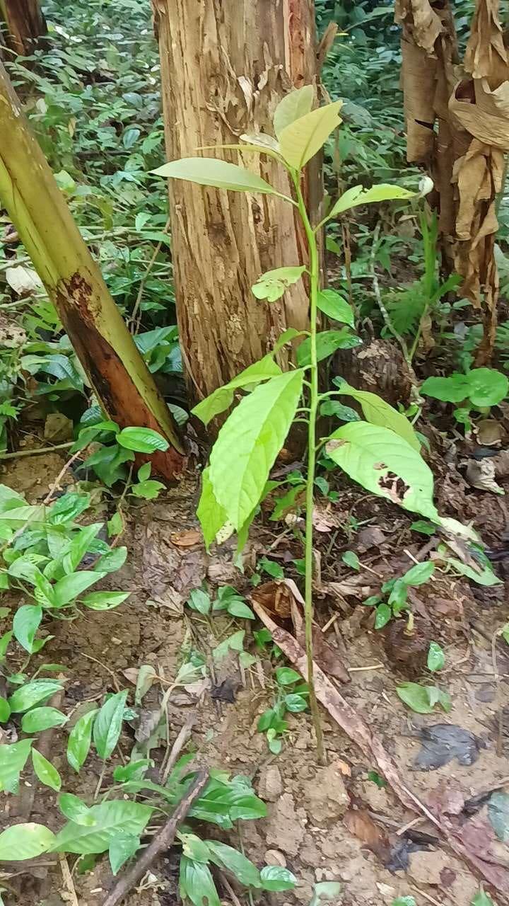 tree image