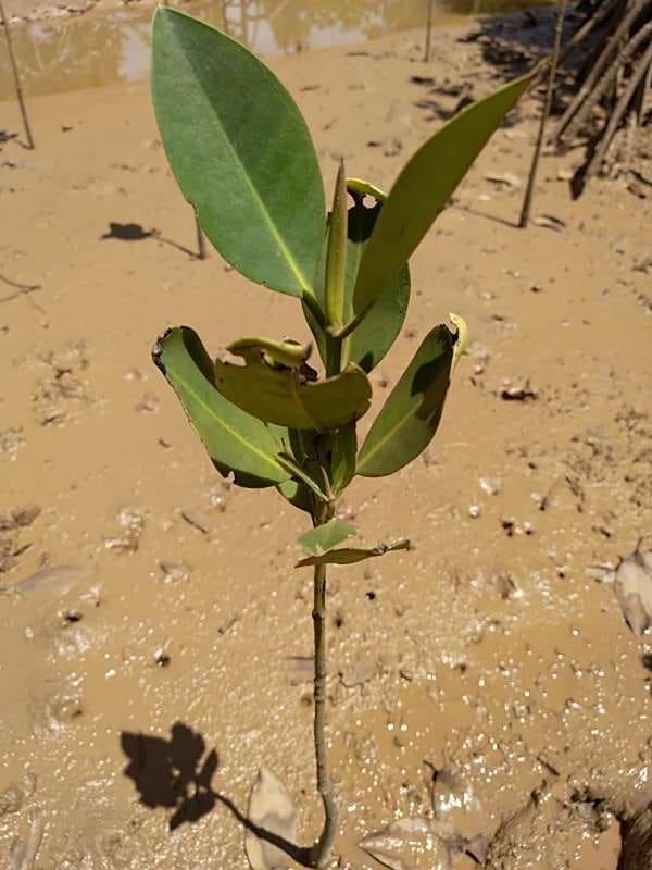tree image