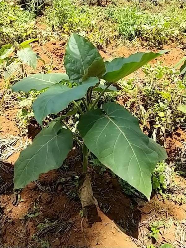 tree image