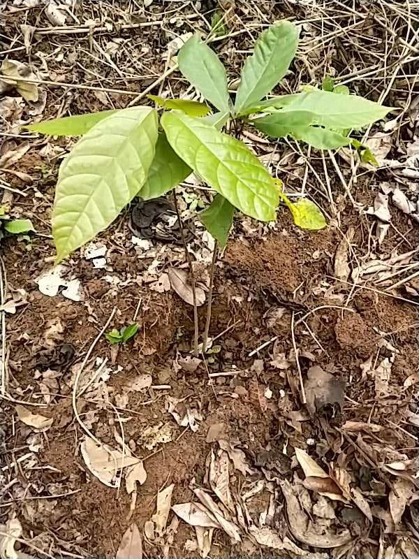 tree image