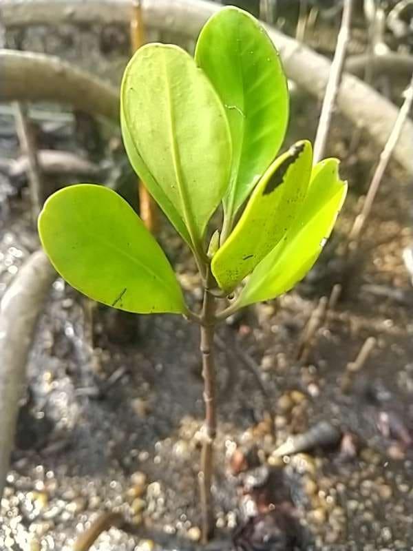 tree image