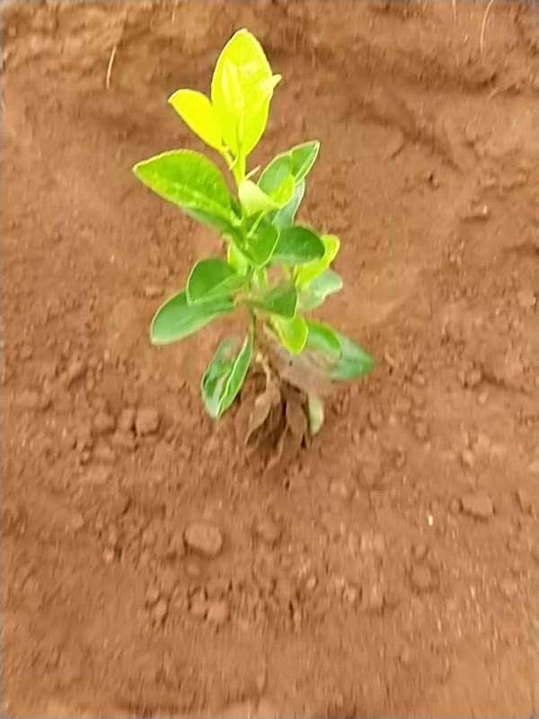 tree image