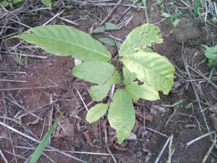 tree image