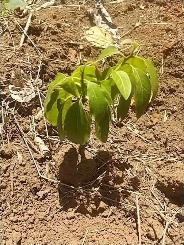 tree image