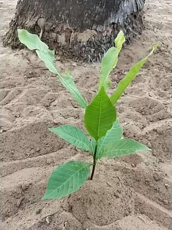 tree image