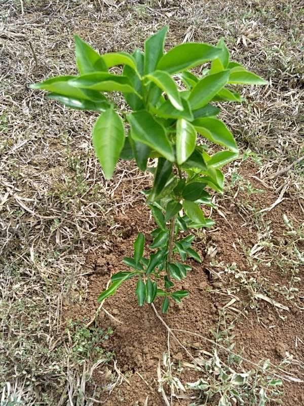tree image