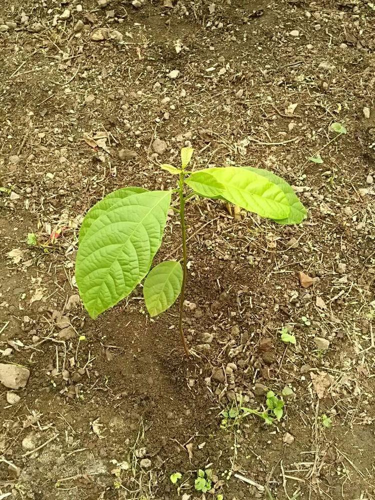 tree image
