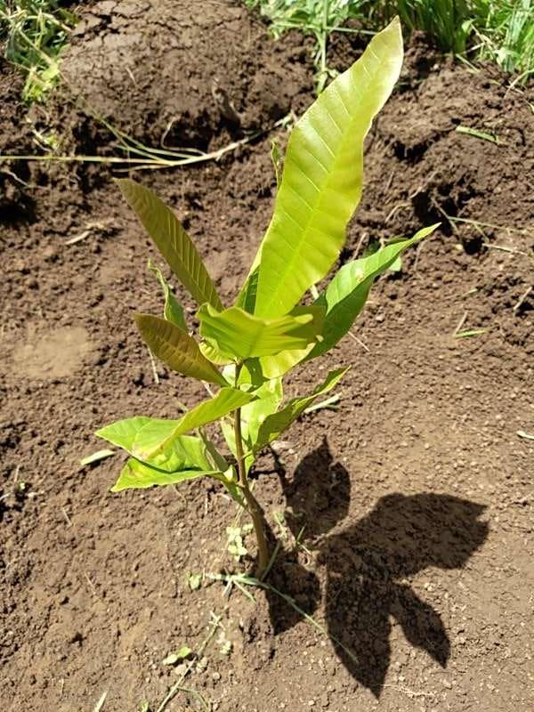 tree image