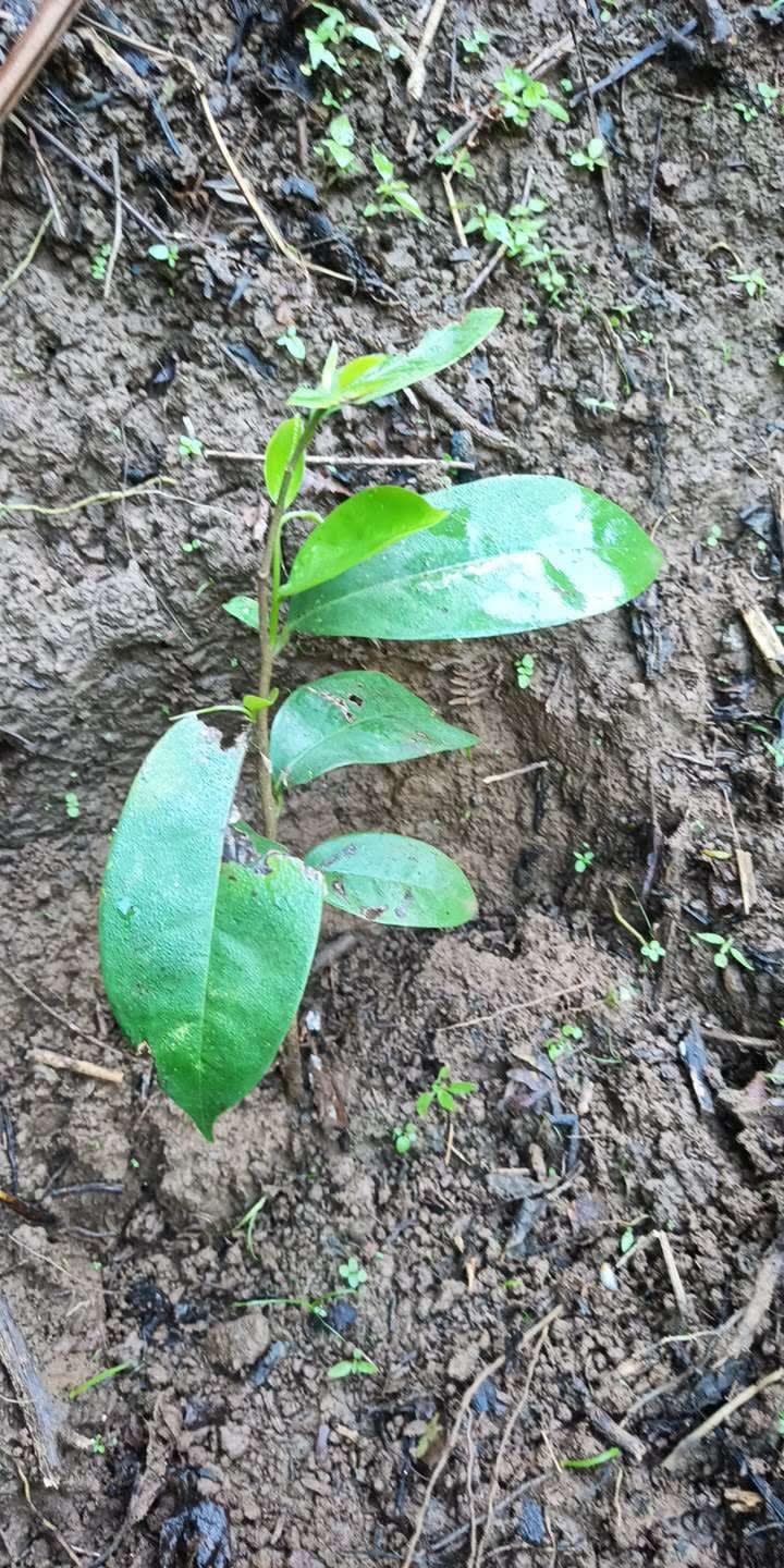 tree image