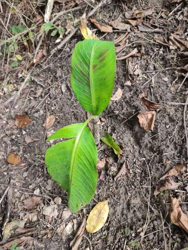 tree image
