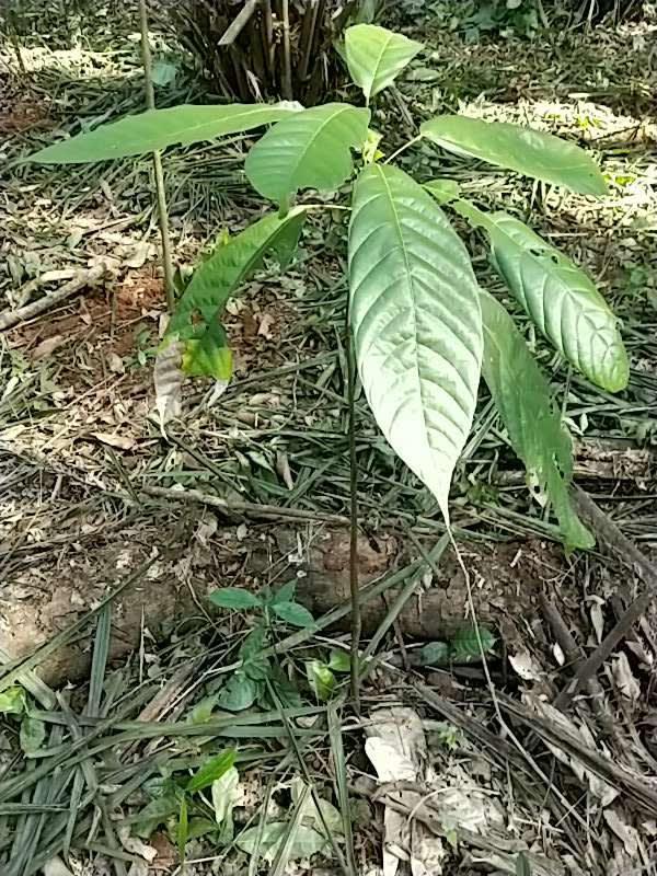 tree image