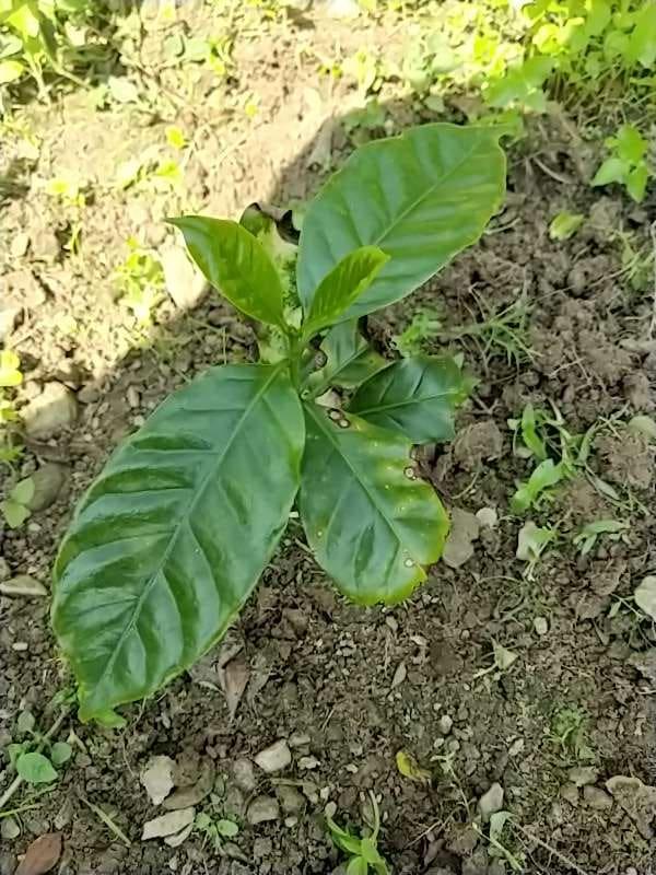 tree image