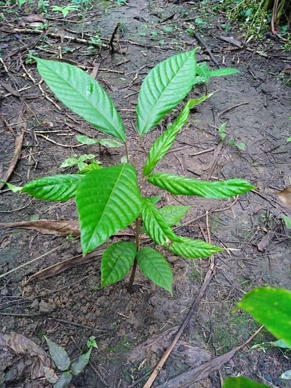 tree image