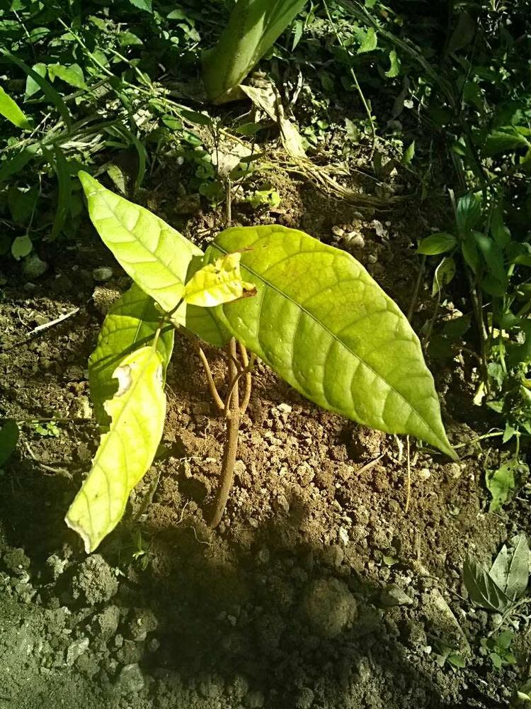 tree image