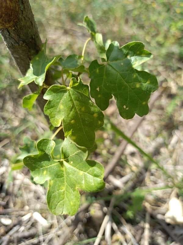 tree image