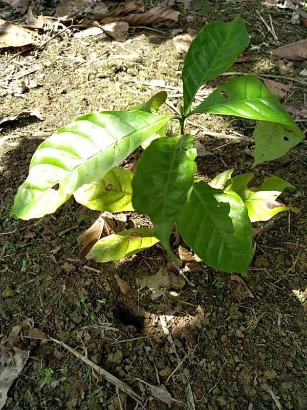 tree image