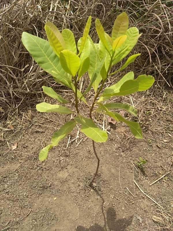 tree image