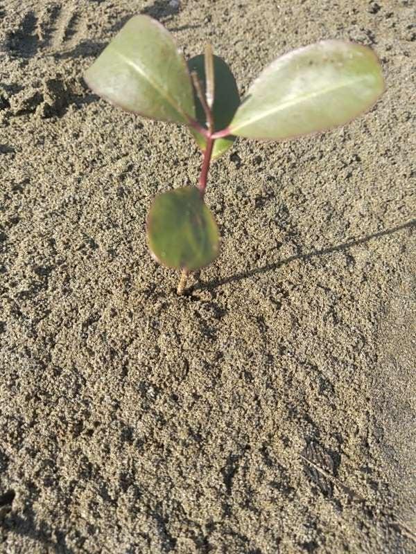 tree image