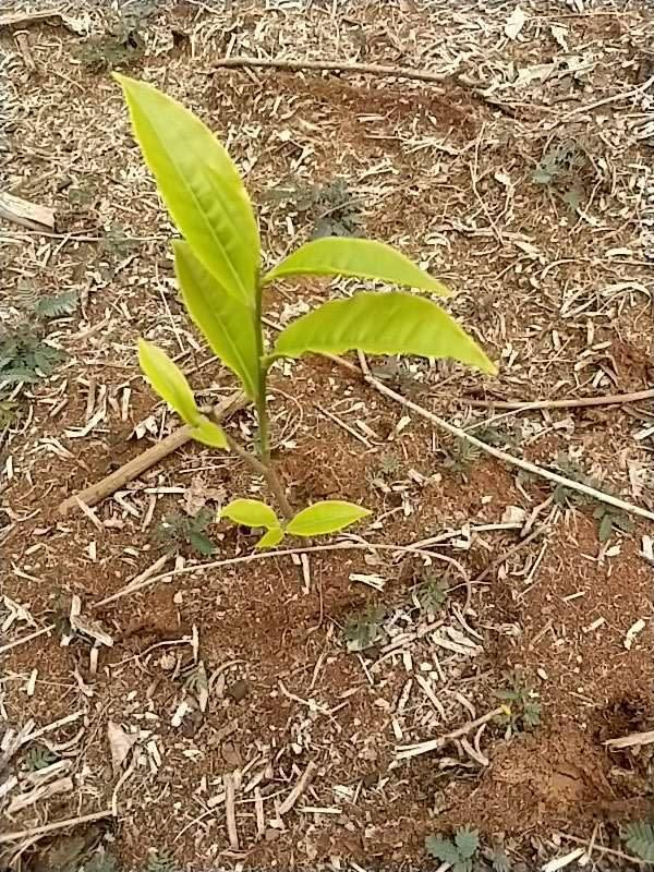 tree image