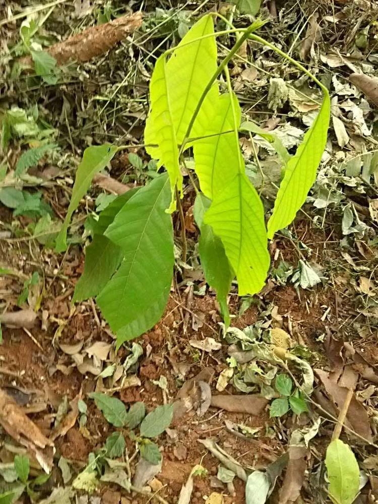 tree image