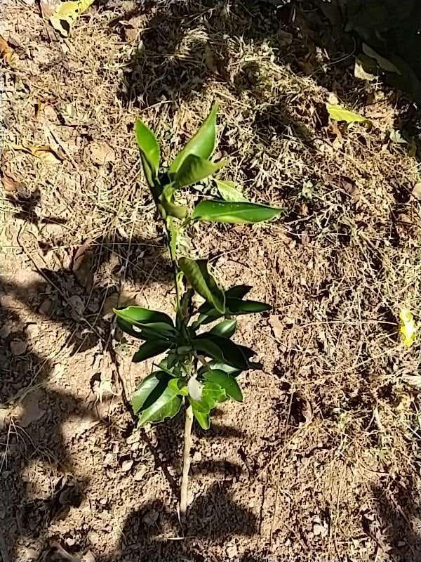 tree image