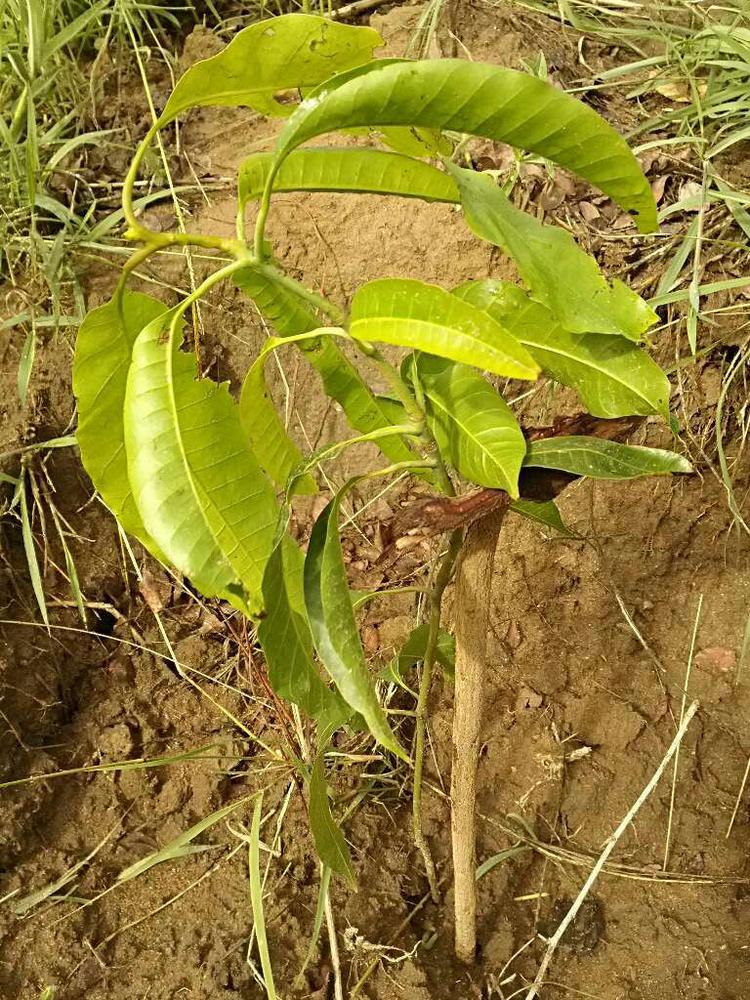 tree image