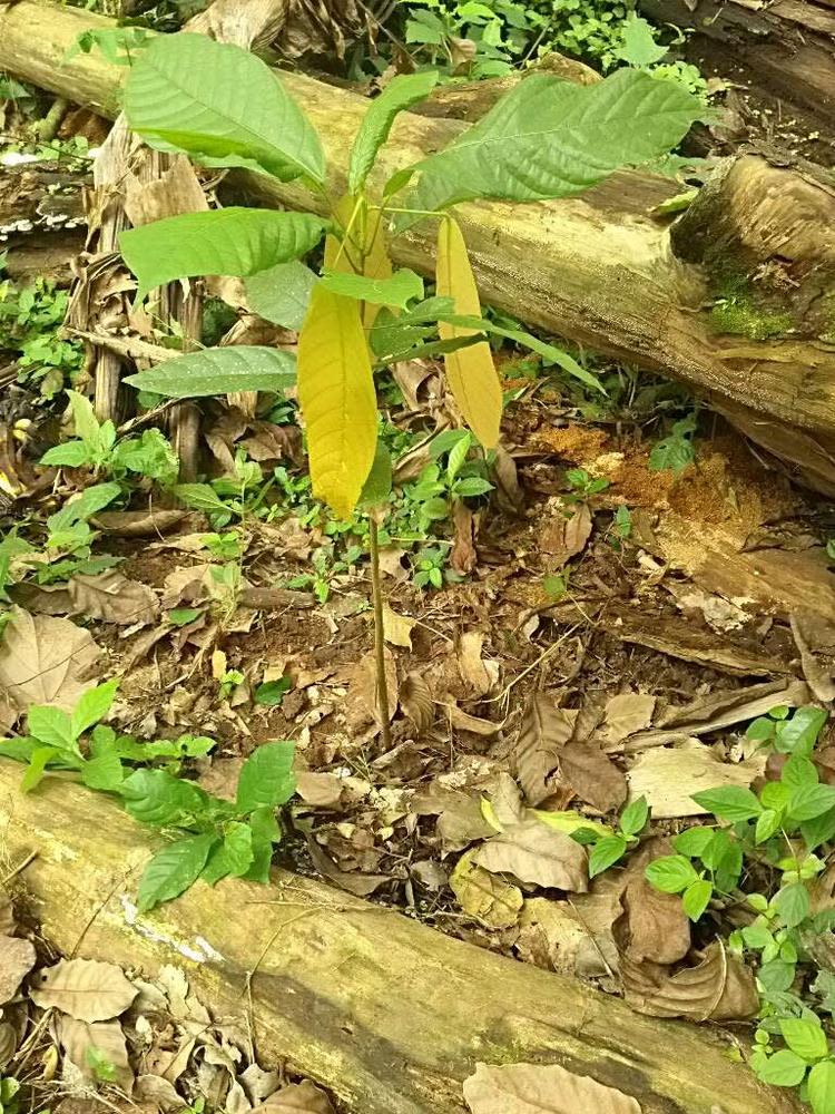 tree image