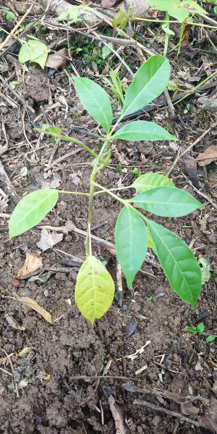 tree image
