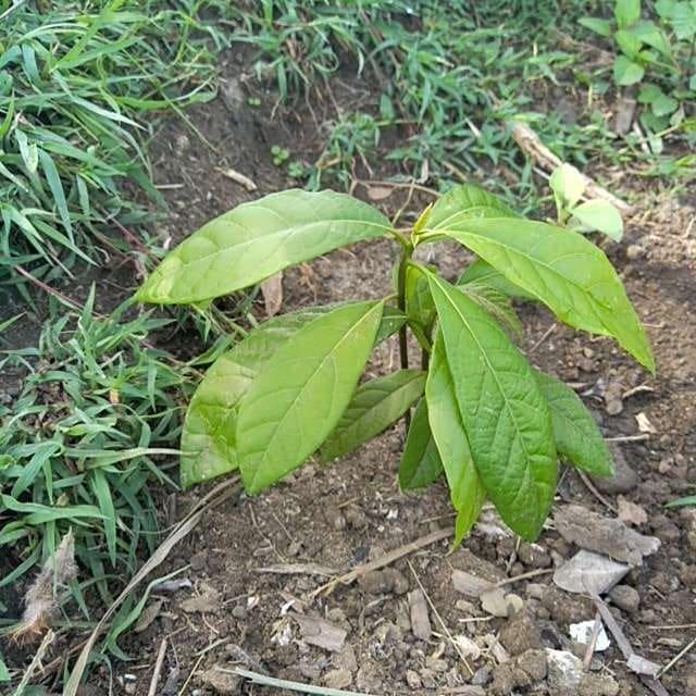 tree image