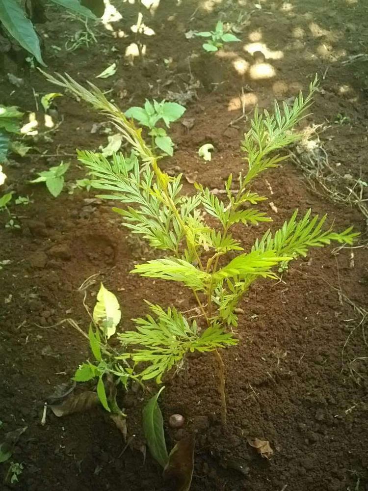 tree image