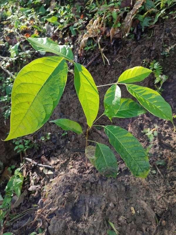tree image