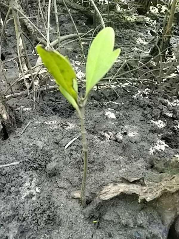 tree image